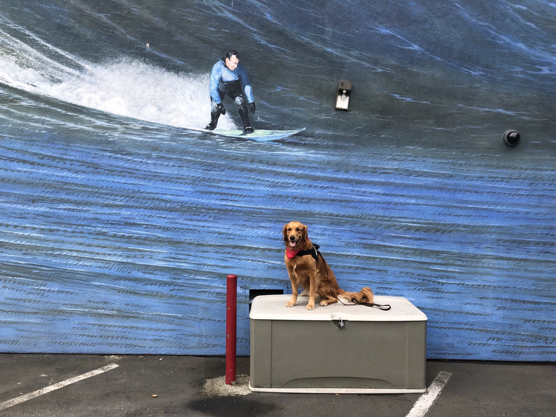 A golden retriever sitting on a storage box in front of a surfing mural