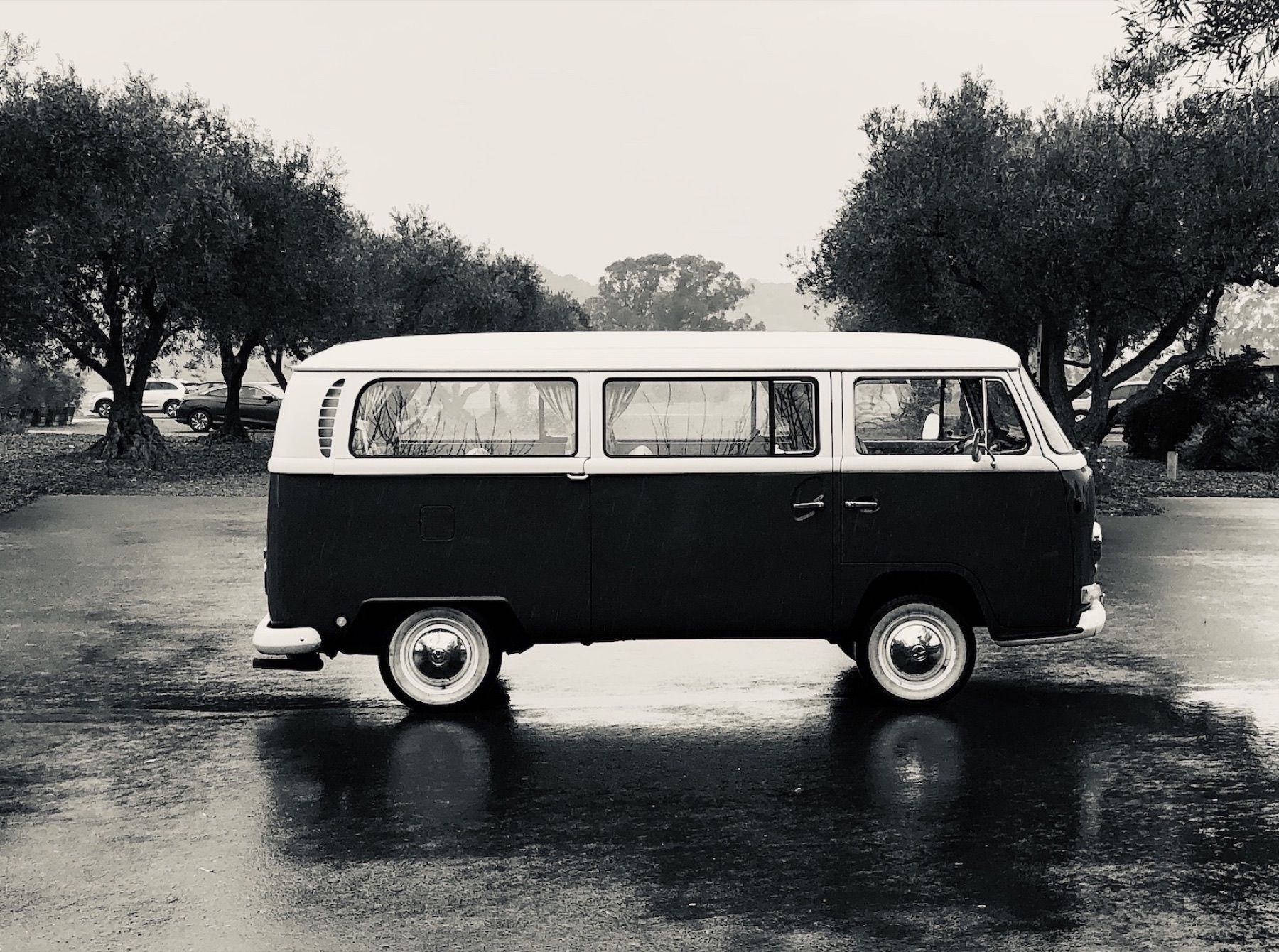 A two-tone VW bus on wet pavement between olive trees, in black and white